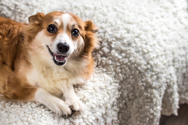 Premium Photo | Portrait of a cheerful dog close up