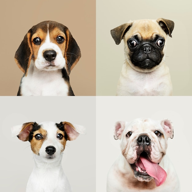 Portrait collection of adorable puppies | Free Photo