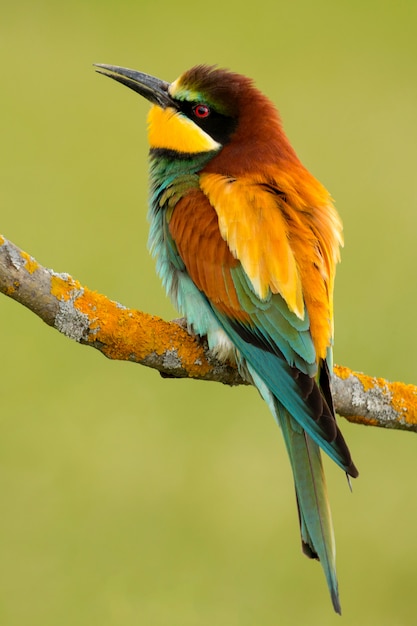 Premium Photo | Portrait of a colorful bird