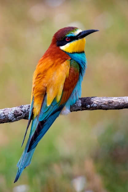 Premium Photo | Portrait of a colorful bird