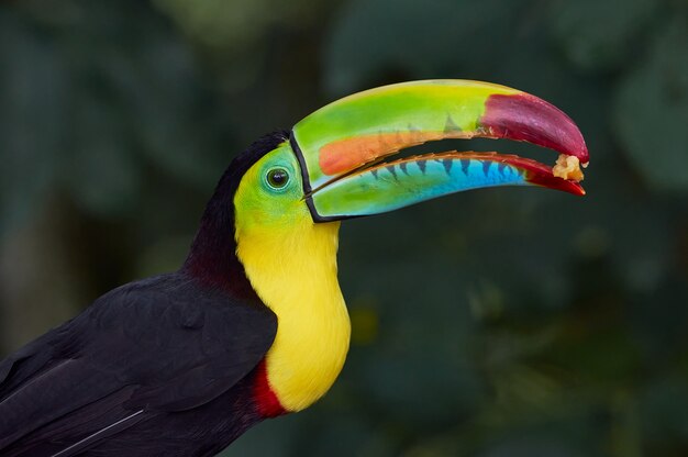 Premium Photo Portrait Of A Colorful Toucan Feeding