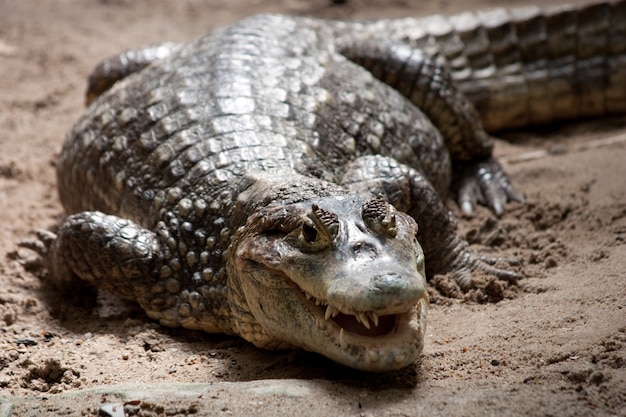 Premium Photo | Portrait of a crocodile in a reptilarium