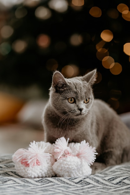 Premium Photo Portrait Of Cute British Cat With Baby Socks In Winter