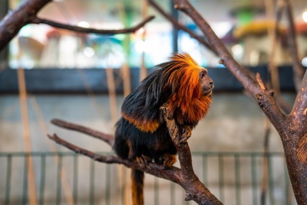 Premium Photo | Portrait of the cute capuchin ( cebidae ) monkey ...