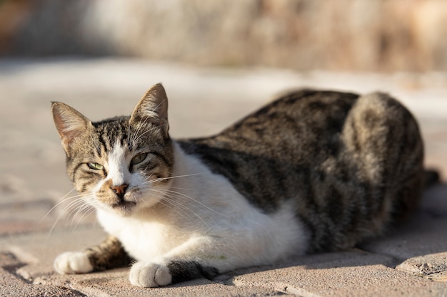 Premium Photo | Portrait of a cute cat