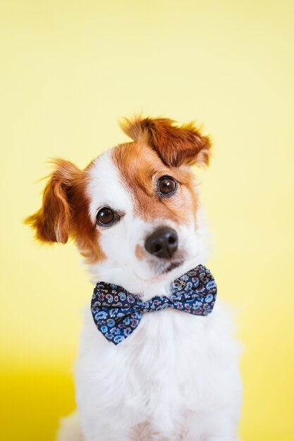 dog wearing tie