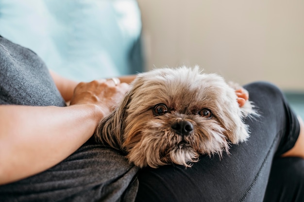 Premium Photo | Portrait of cute little dog being petted