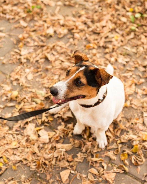 Free Photo | Portrait of cute little dog outdoors