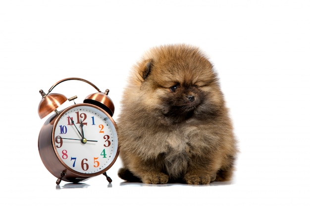 puppy clock heartbeat