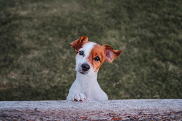 small jack russell