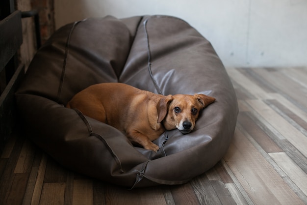 Premium Photo Portrait Of An Dachshund Dog Lying On A Leather Bean Bag Chair