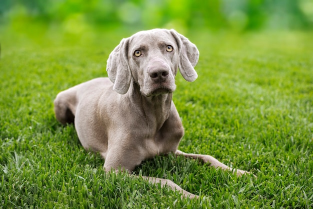 Premium Photo | Portrait of a dog of the breed braco de weimar, weimaraner.