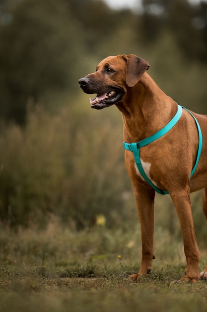 Premium Photo Portrait Of A Dog Rhodesian Ridgeback Standing In A Meadow Outdoors On A Green Field