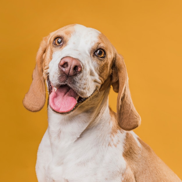 Dog With Tongue Sticking Out