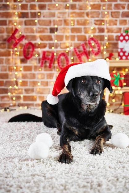 Free Photo | Portrait of dog wearing a santa hat