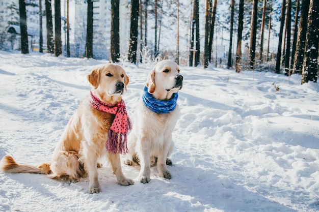 Premium Photo | Portrait of a dog wearing scarf outdoors in winter. two ...