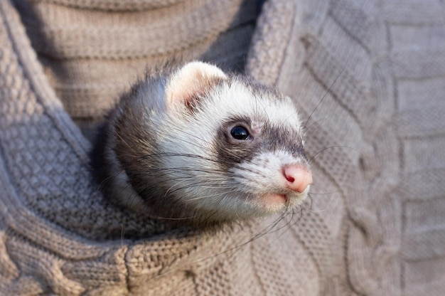 Premium Photo | Portrait of a domestic ferret sitting in the hood of a ...