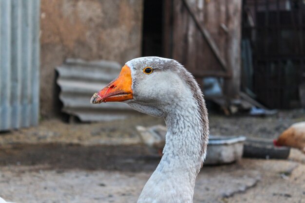 grey goose farm grey goose farm