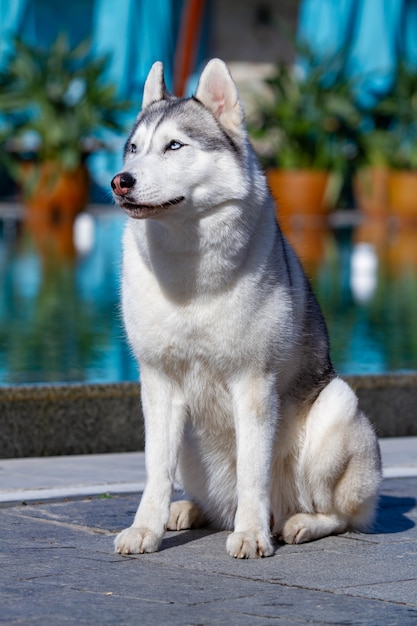 fluffy siberian husky