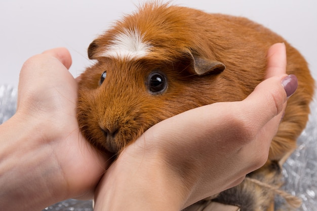 premium-photo-portrait-of-a-funny-guinea-pig-in-human-hands