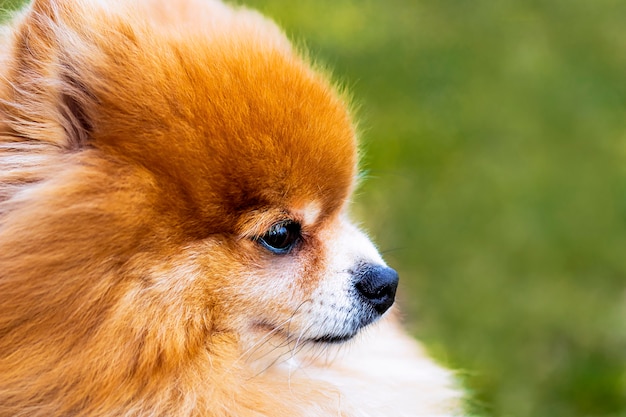 Premium Photo | Portrait of a furry pomeranian puppy