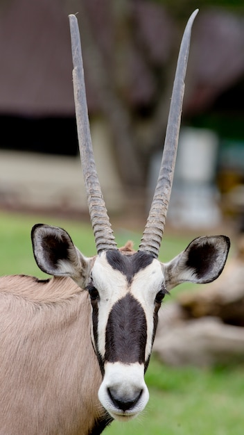 Premium Photo Portrait Of A Gemsbok Antelope Oryx Gazella
