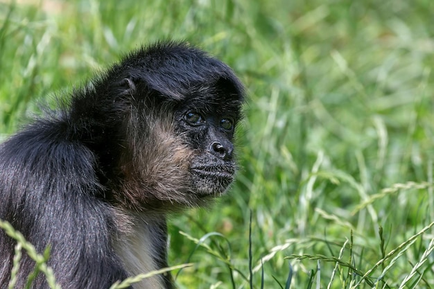 Premium Photo Portrait Of Geoffroy Spider Monkey Ateles Geoffroyi