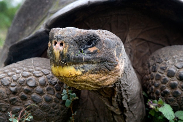 Premium Photo | Portrait of giant tortoise