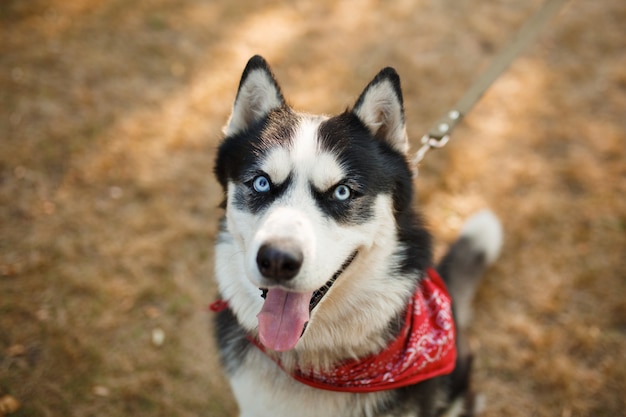 Premium Photo | Portrait of gorgeous dog breeds husky in summer day