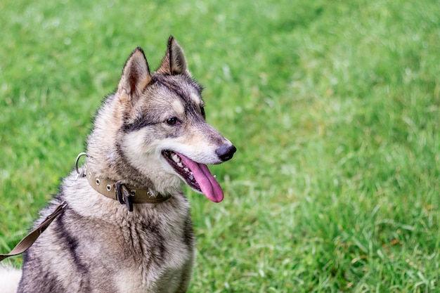 Premium Photo | Portrait of gray husky (laika) in profile on green ...