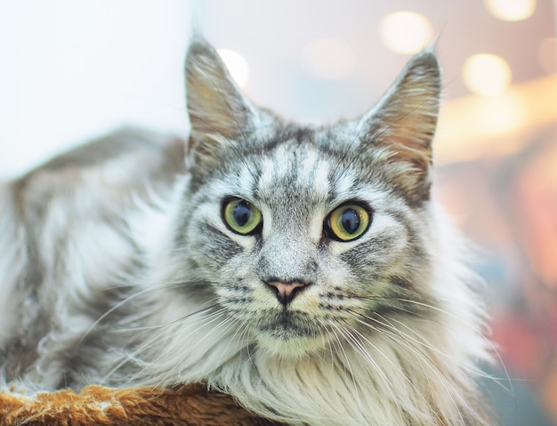 Premium Photo | Portrait of gray maine coon cat