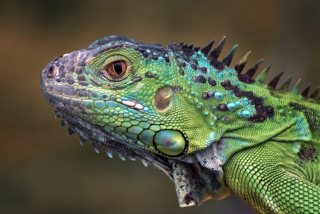 Premium Photo | Portrait of a green iguana in bright colors