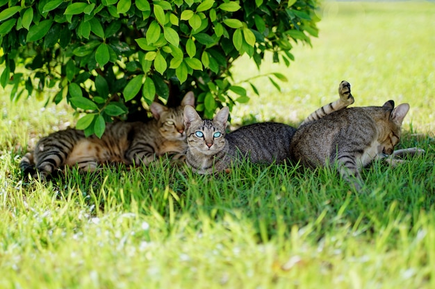 Premium Photo Portrait Of Group Cute 3 Brown And Gray Tabby Cats Sitting Rest Comfortable On Green Grass In Sun Under Bush One Light Blue Eyes Cat And Looking Stared Straight Ahead