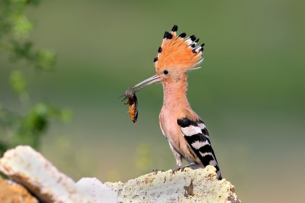 Premium Photo | Portrait of a hoopoe female with an european mole ...