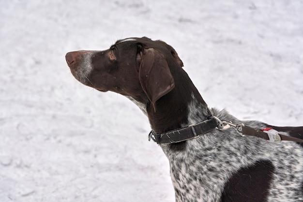 Premium Photo | Portrait of hunting dog setter pointer kurzhaar amid ...