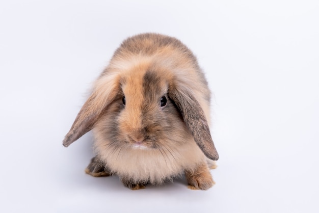 太ったウサギ 茶色の毛皮 丸い耳のポートレート画像 プレミアム写真