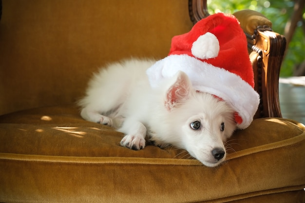 Premium Photo Portrait Of Japanese Spitz Dog Wearing Santa Hat Sleeping On Brown Chair