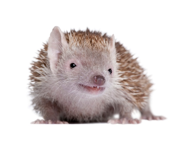 Premium Photo | Portrait of lesser hedgehog tenrec, echinops telfairi ...