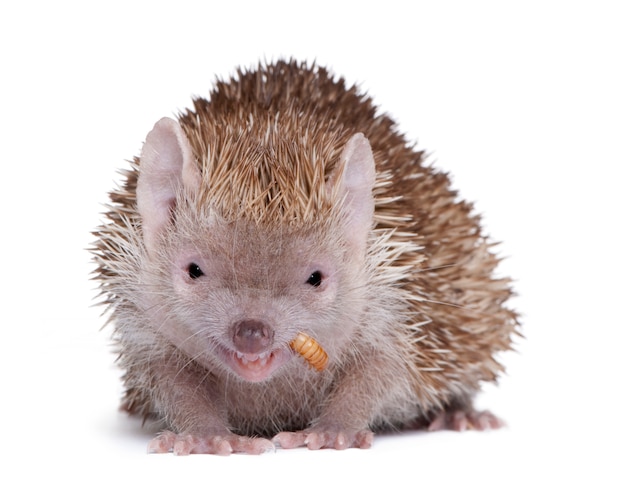 Premium Photo | Portrait of lesser hedgehog tenrec, echinops telfairi ...