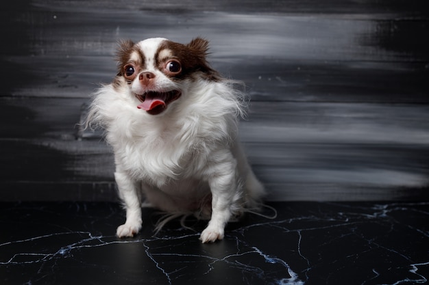 51 HQ Pictures Long Haired Chihuahua Black Long Hair