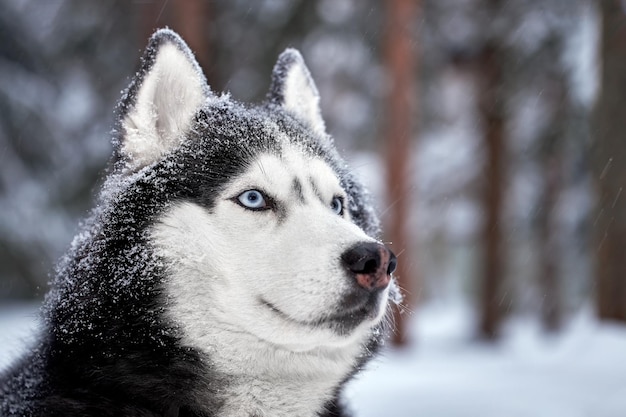 Premium Photo | Portrait magnificent siberian husky dog with blue eyes ...