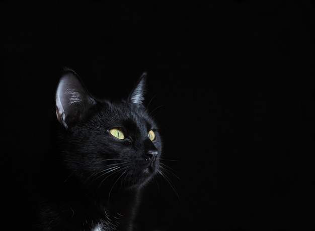 黄色い目を持つ黒い猫の肖像画 プレミアム写真