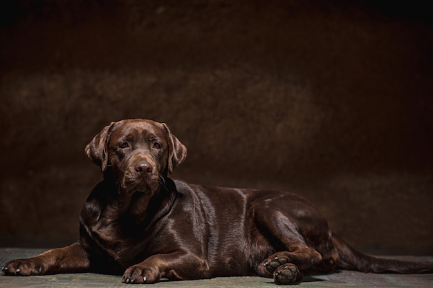 暗い背景に対して撮影された黒いラブラドール犬の肖像画 無料の写真