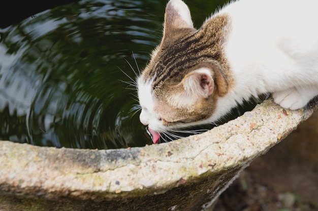 Фото Кота Воды