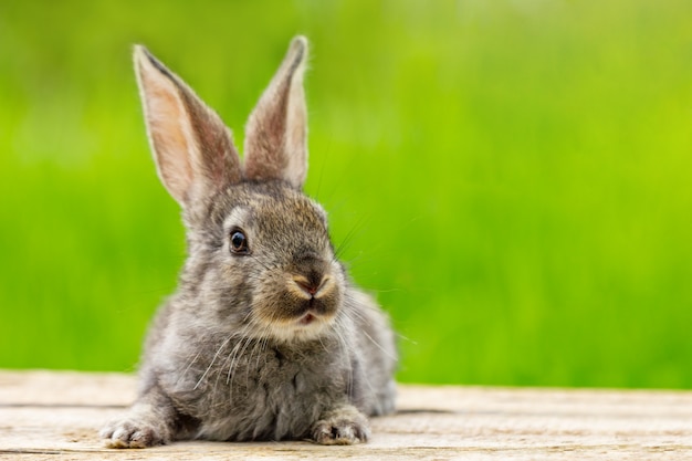 自然な緑の耳を持つかわいいふわふわ灰色ウサギの肖像画 無料の写真