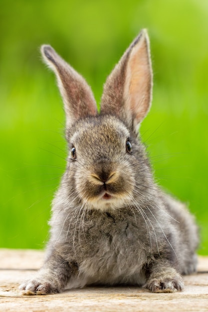 耳を持つかわいいふわふわ灰色のウサギの肖像画 プレミアム写真