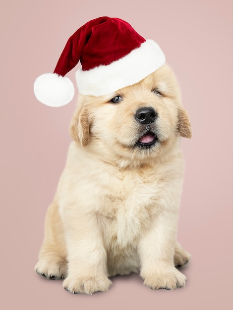 かわいいゴールデンレトリーバーの子犬の肖像画 サンタの帽子 無料の写真