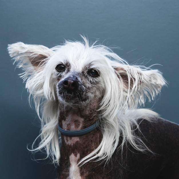 長い耳と髪型を持つ犬の肖像画 無料の写真