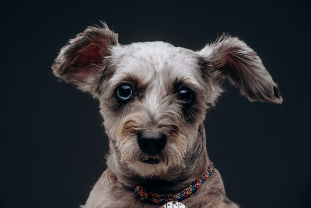 マルチカラーの目を持つ面白い灰色の犬の肖像画 プレミアム写真