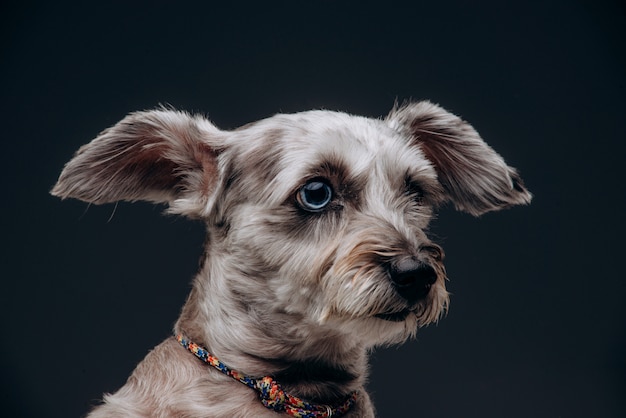 マルチカラーの目を持つ面白い灰色の犬の肖像画 プレミアム写真